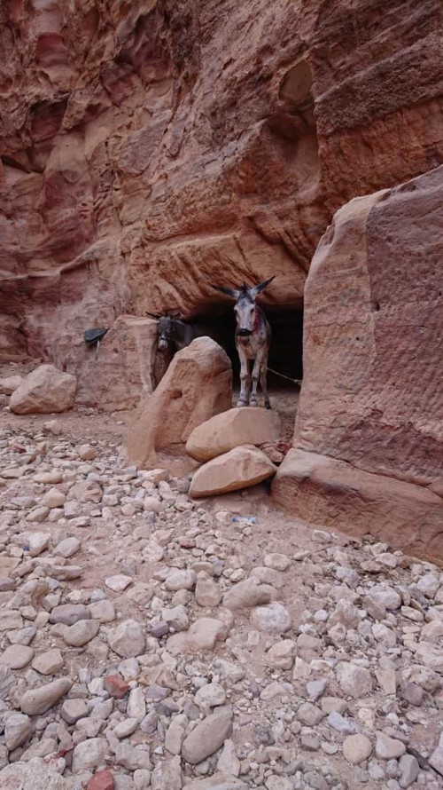So einer bringt mich gleich 900 Stufen auf den Berg